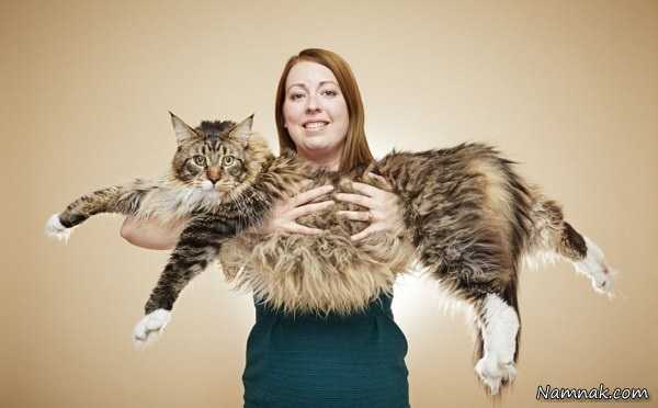 بزرگترین گربه 