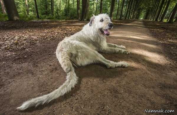 بلندترین دم سگ