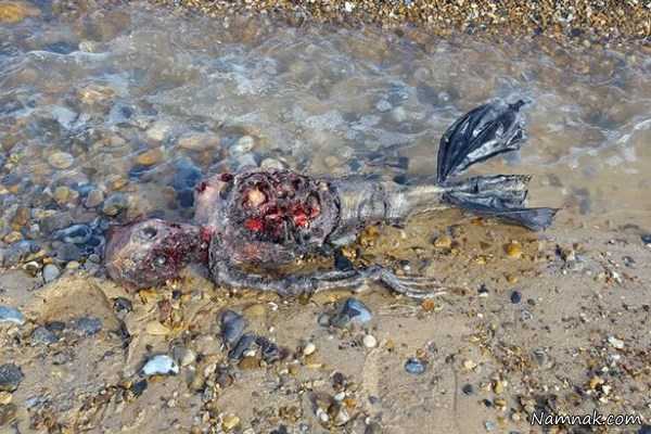 جسد خورده شده پری دریایی