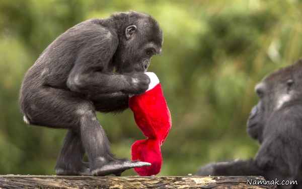 هدیه کریسمس برای میمون