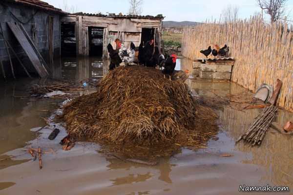 مرغ و خروس ها در سیل ، تصویر روز ، عکس روز