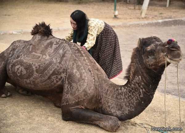 طراحی پوست شتر ، pictures of the day ، تصاویر
