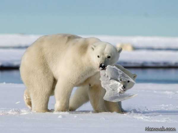 عکس خرس قطبی  ، تصاویر ، تصویر روز