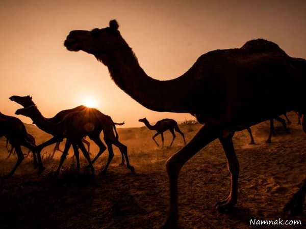 شترهای بیابان ، تصاویر ، تصویر روز