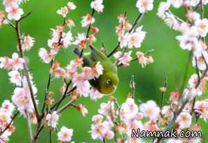 تصاویر ، تصویر روز