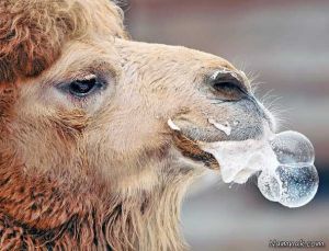تصاویر ، تصویر روز