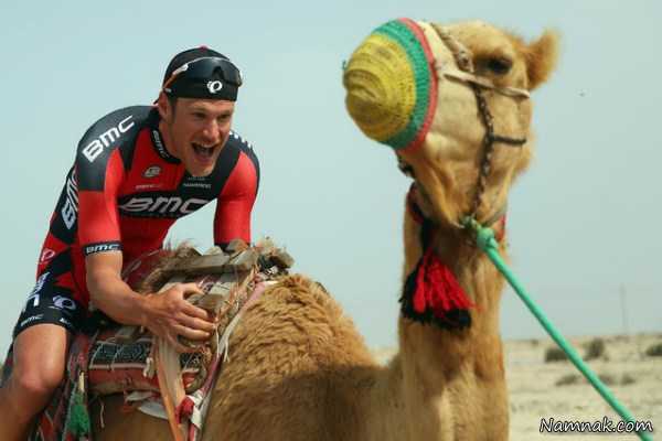 مسابقه شتر سواری ، تصاویر ، تصویر روز