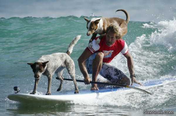 موج سواری سگها ، تصاویر ، تصویر روز