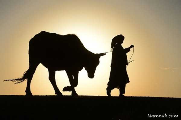 گاو افغانستانی ، تصاویر ، تصویر روز