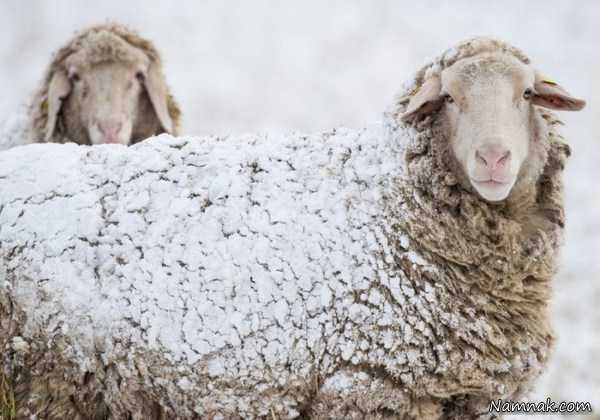 گوسفند برف گرفته ، عکس روزانه ، عکسهای روزانه