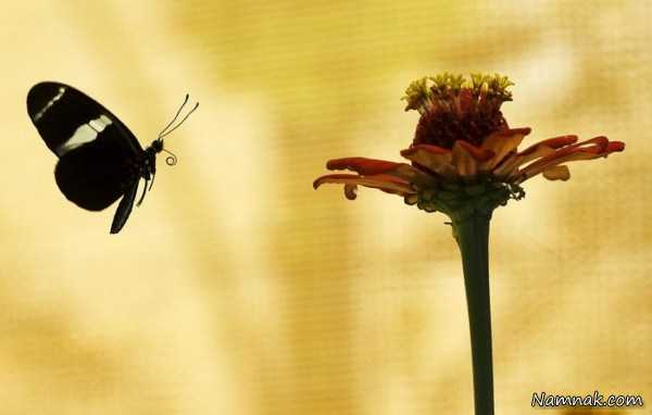عک زیبای پروانه و گل ، pictures of the day ، تصاویر