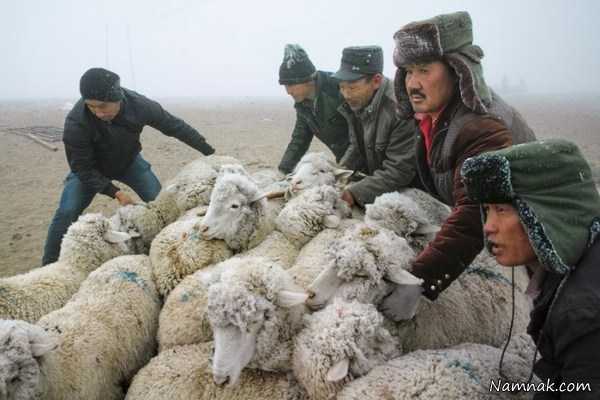 دامداران قزاقستان ، عکس روز ، عکس روزانه