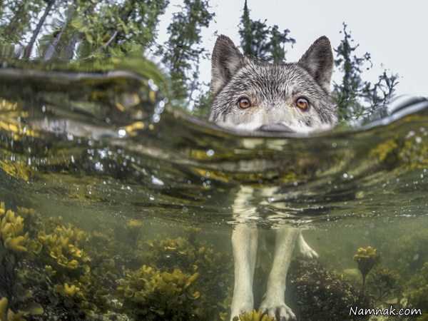 سگ جنگل در آب ، تصاویر ، تصویر روز