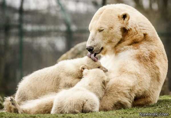 خانواده خرس ها ، تصاویر ، تصویر روز