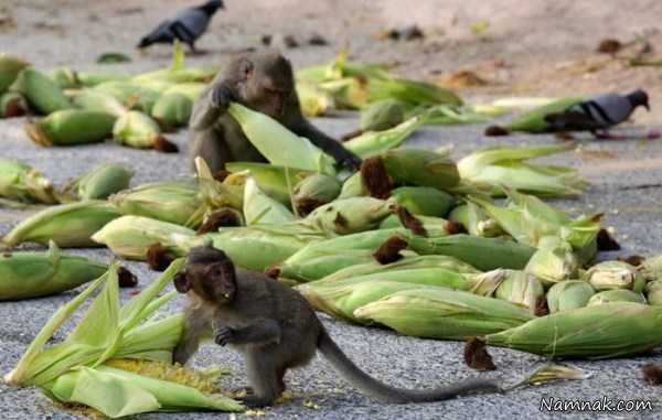 ذرت خوردن میمون ها ، تصاویر ، تصویر روز