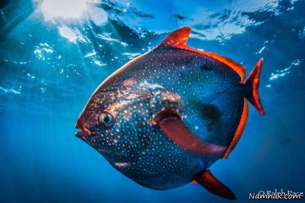 اولین ماهی خونگرم در جهان + تصاویر 1