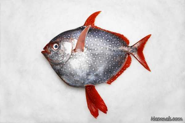 اولین ماهی خونگرم در جهان + تصاویر 1