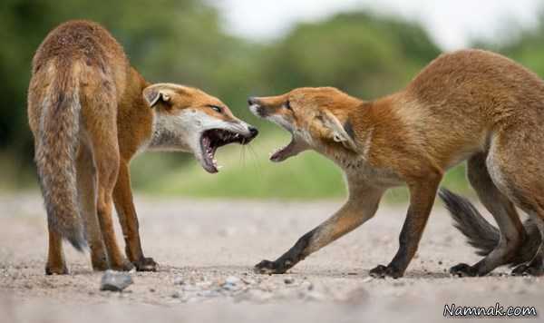 جنگ روباه ها ، عکس روزانه ، عکسهای روزانه