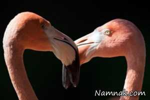 تصاویر ، تصویر روز