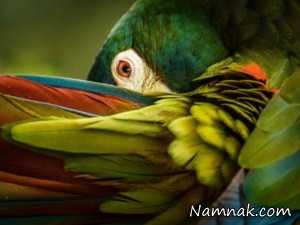 تصاویر ، تصویر روز