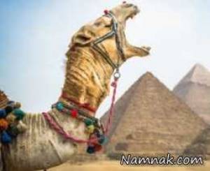 تصاویر ، تصویر روز