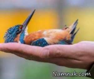 تصاویر ، تصویر روز