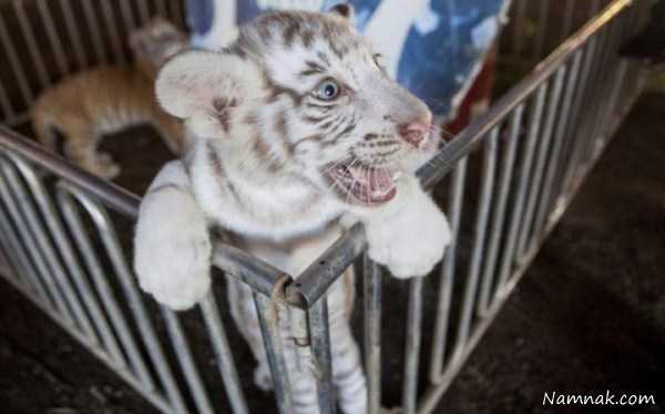 بچه ببر سفید ، pictures of the day ، تصاویر