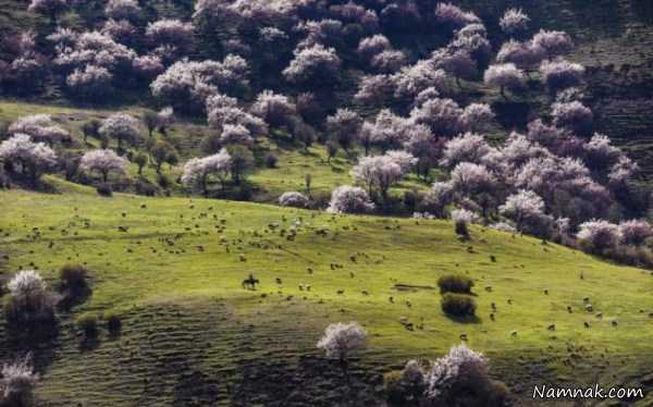 چراگاه زیبا ، تصاویر ، تصویر روز