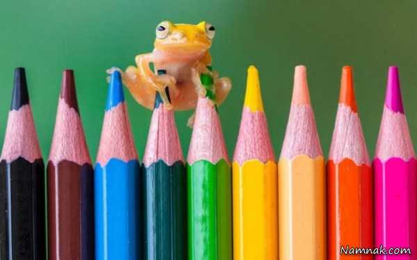 عکس جالب قورباغه ، تصویر روز ، عکس روز