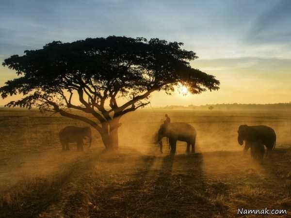 فیل های بزرگ ، تصاویر ، تصویر روز