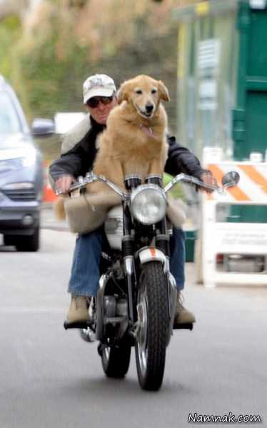 موتورسواری با سگ ، تصاویر ، تصویر روز