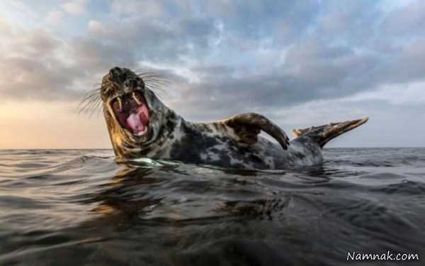 سگ دریایی ، عکس روز ، عکس روزانه
