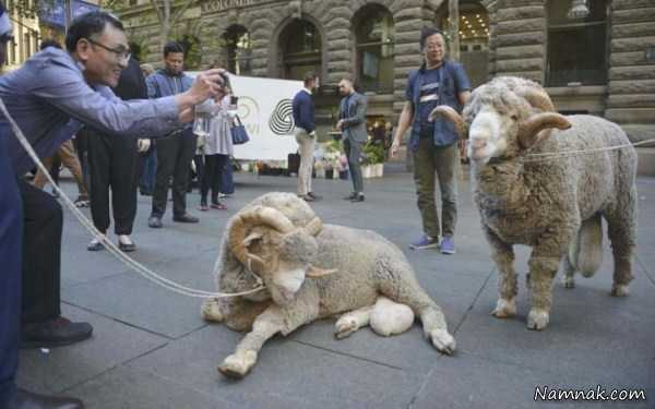 گوسفندان استرالیایی ، pictures of the day ، تصاویر