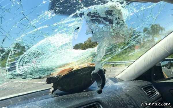 برخورد لاکپشت با ماشین ، عکس روزانه ، عکسهای روزانه