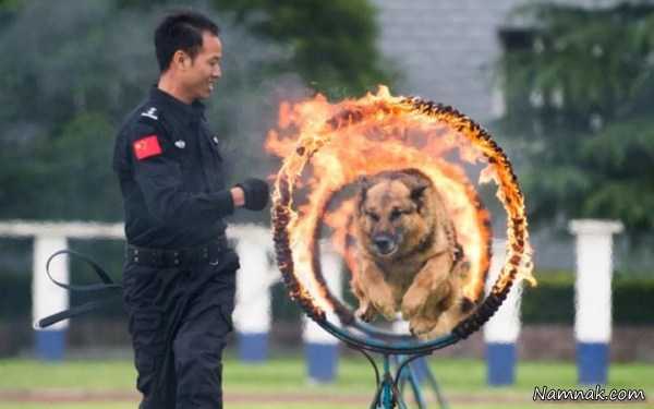 سگ پلیس ، تصاویر ، تصویر روز