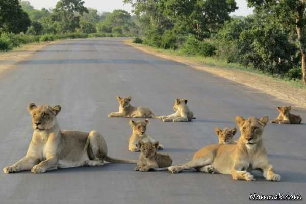 شیرها در وسط جاده ، عکس روز ، عکس روزانه