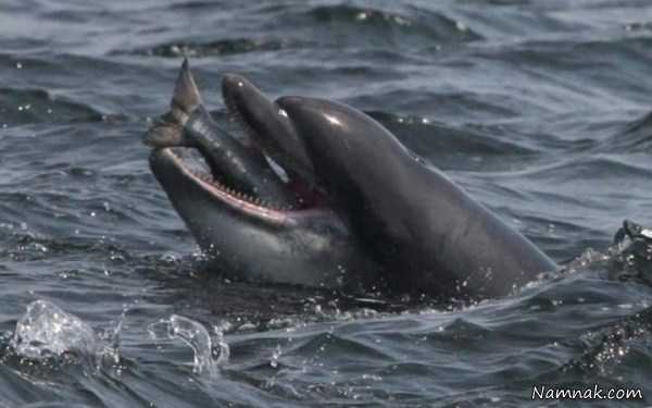 شکار ماهی توسط دلفین ، تصاویر ، تصویر روز