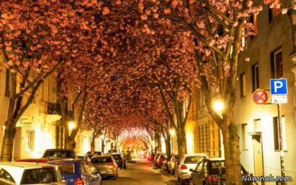 خیابان پوشیده از گل ، تصاویر ، تصویر روز
