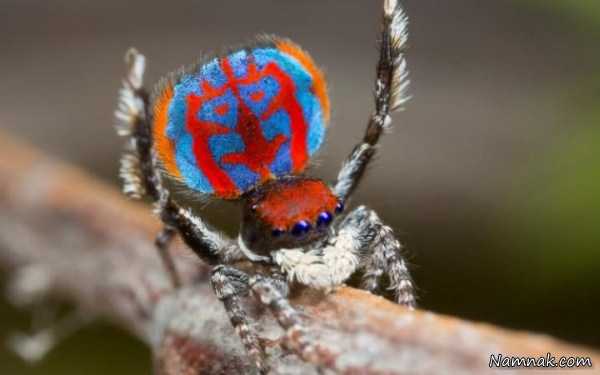 عنکبوت طاووسی ، عکس روزانه ، عکسهای روزانه