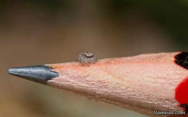 کوچکترین عنکبوت ، عکسهای روزانه ، pictures of the day
