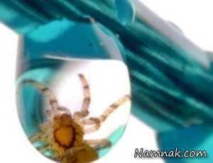 تصاویر ، تصویر روز