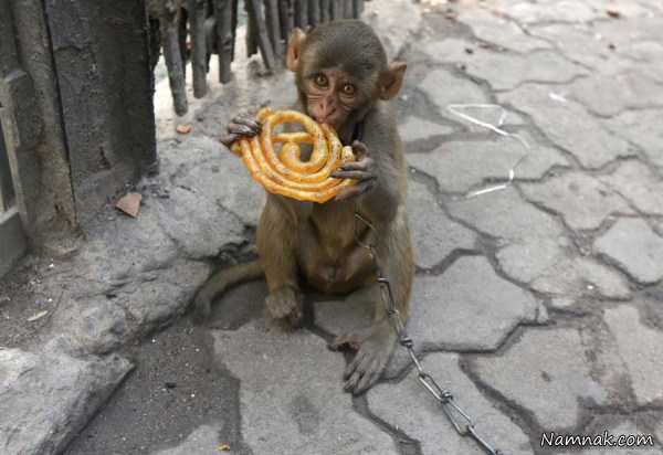 میمون در حال خوردن زولبیا ، تصاویر ، تصویر روز