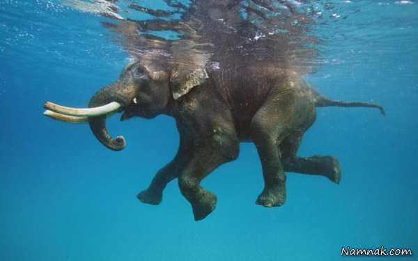 شنای فیل در آب ، pictures of the day ، تصاویر