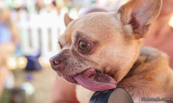 زشت ترین سگ دنیا ، تصاویر ، تصویر روز