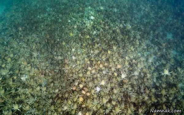 خرچنگهای دریا ، تصاویر ، تصویر روز