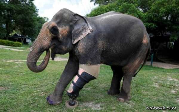 پای مصنوعی فیل