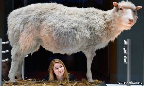 گوسفند موزه