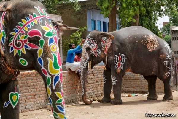 نقاشی روی فیل ها