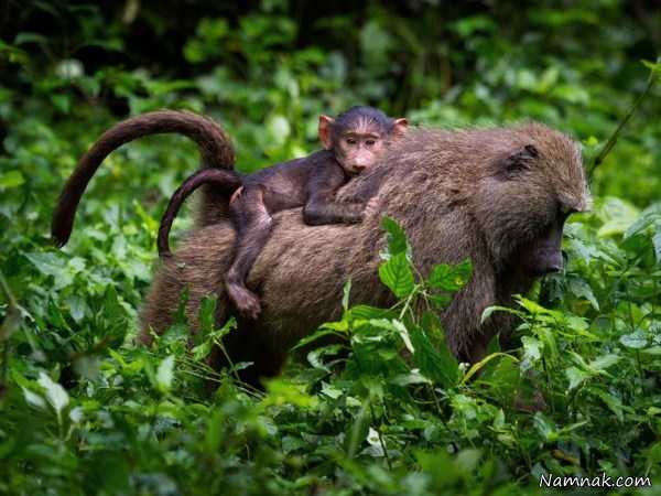 میمون و بچه میمون