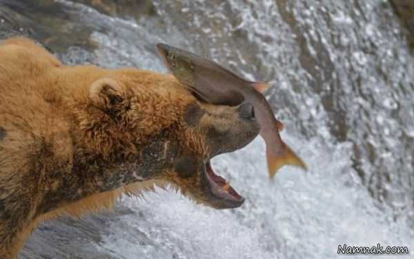 شکار ماهی توسط خرس